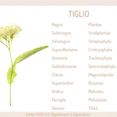 Fiori e foglia di tiglio albero, con la sua classificazione botanica.