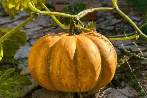 Zucca matura su un terreno roccioso, i suoi semi sono un rimedio naturale per la stitichezza.