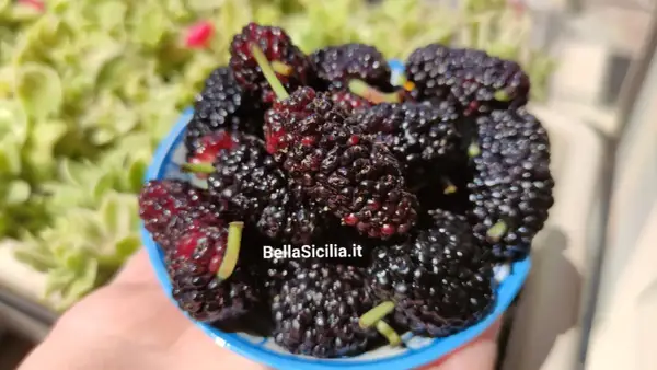 Un cestino pieno di succosi gelsi frutto, scuri e invitanti, pronti per essere gustati sotto il sole.