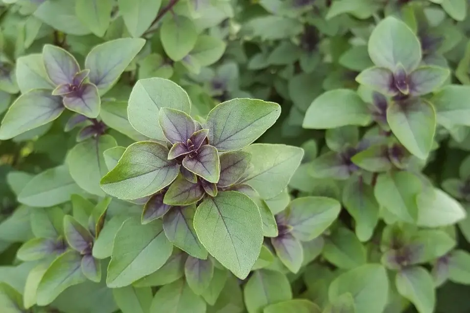 Tulsi - Basilico sacro: proprietà, usi e cautele. La guida