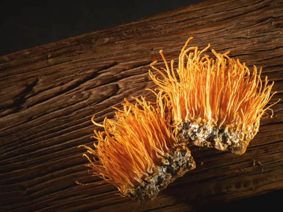 Cordyceps - Quando prenderlo e quando evitarlo?